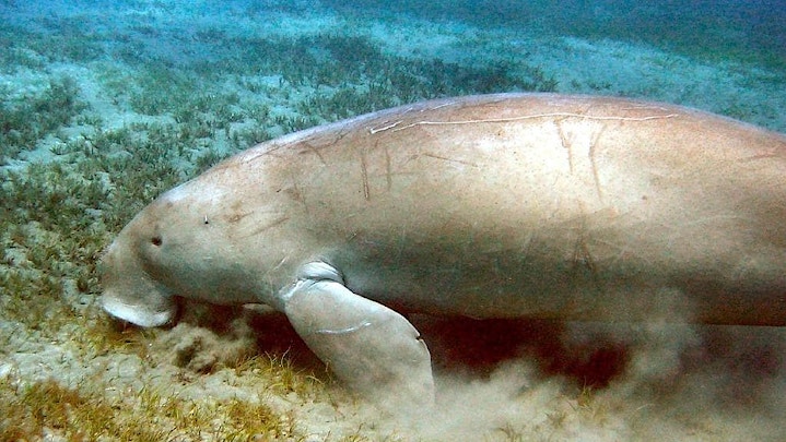 Dr Dazza | Seagrass in Moreton Bay